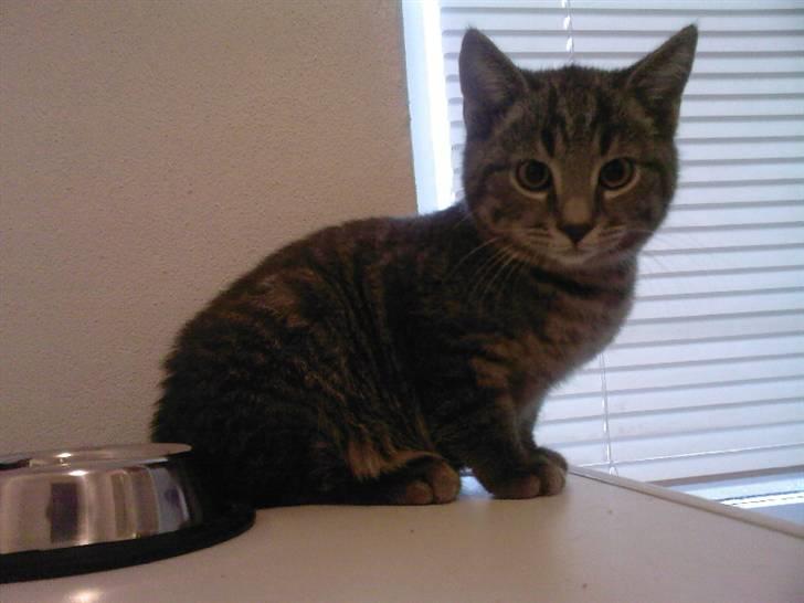 Blanding af racer Miv - whats up??? billede 2