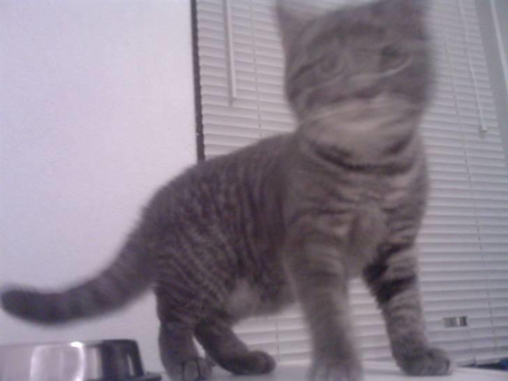 Blanding af racer Miv - pis nu væk, jeg gider ikke mere... billede 3