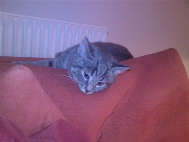 Blanding af racer Miv - mmmmmm...zzzzz... jeg er træt... billede 4