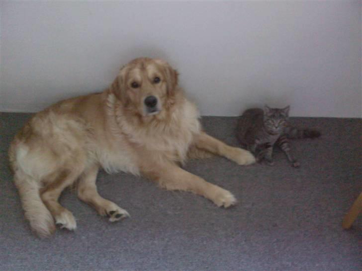 Blanding af racer Miv - ja det er så mig og min storebror snoop... billede 5