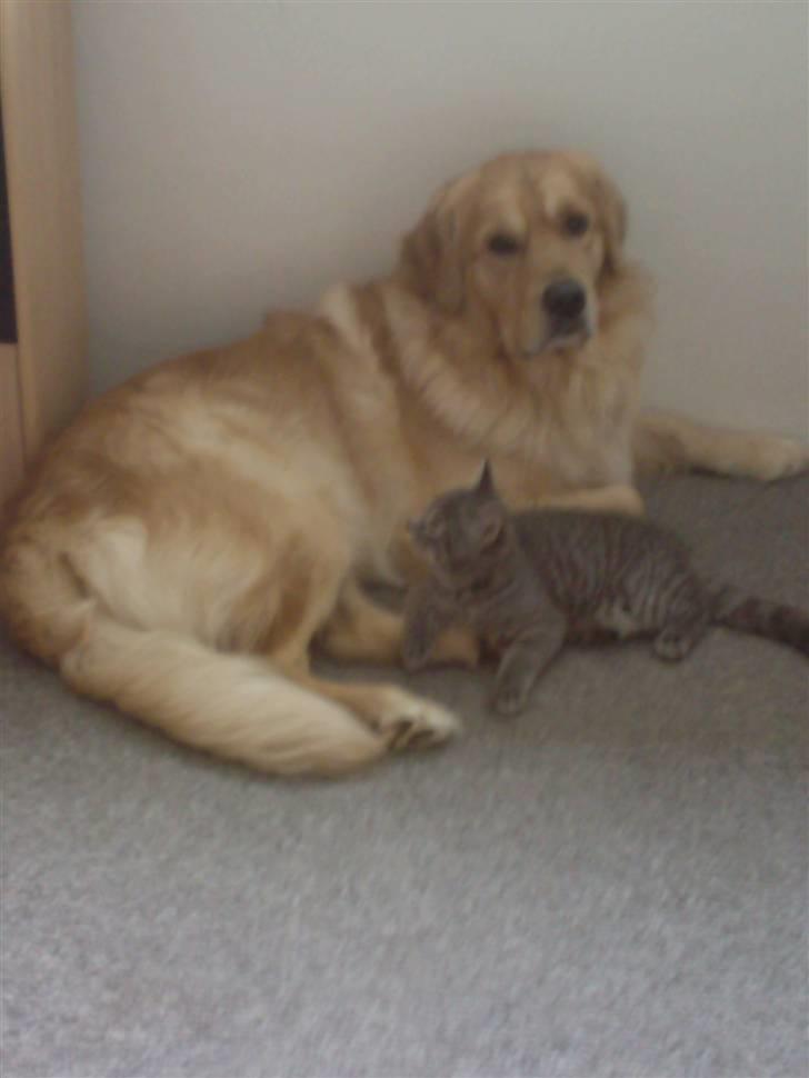 Blanding af racer Miv - vi sover altid sammen billede 6