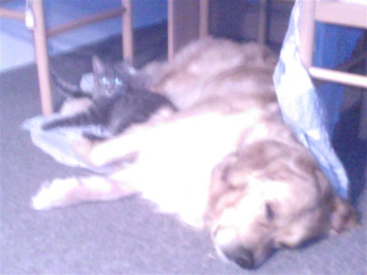 Blanding af racer Miv - zzzzzz.... billede 7