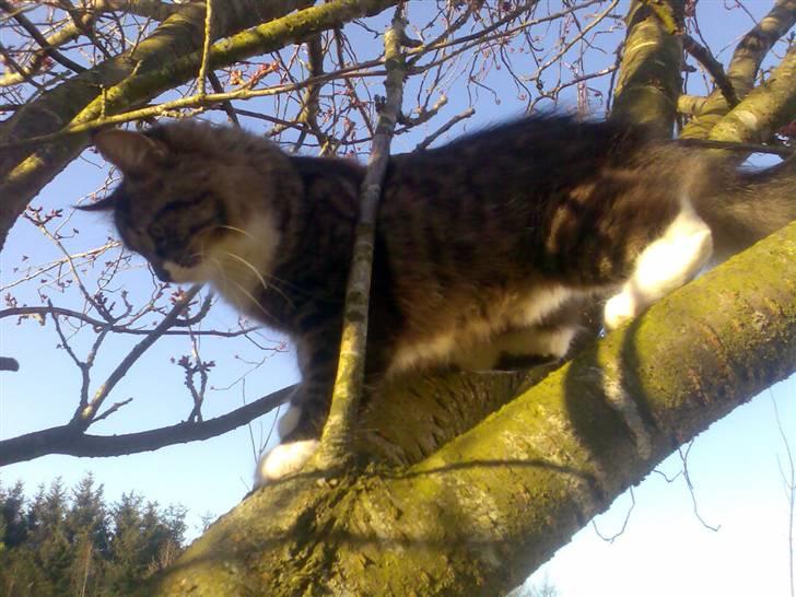 Blanding af racer Lindsay * flyttet* billede 1