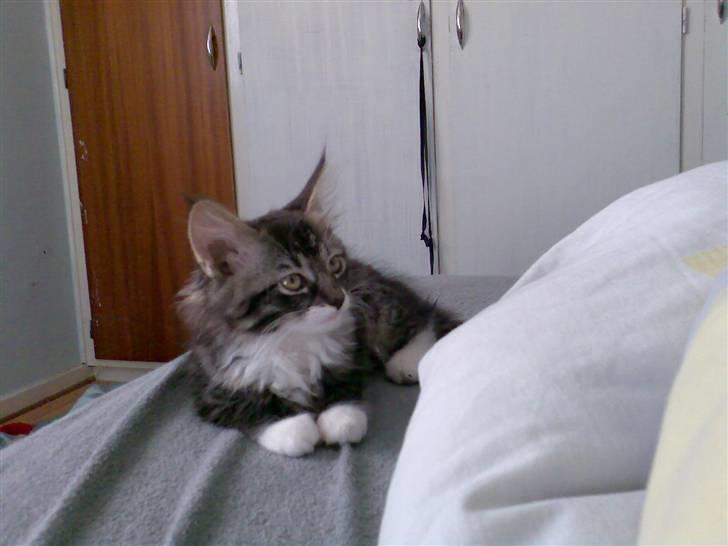 Blanding af racer Lindsay * flyttet* billede 2