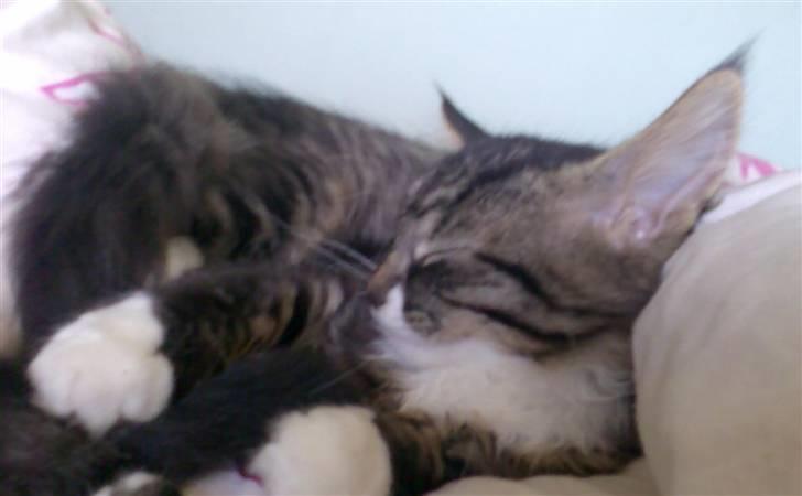 Blanding af racer Lindsay * flyttet* billede 3