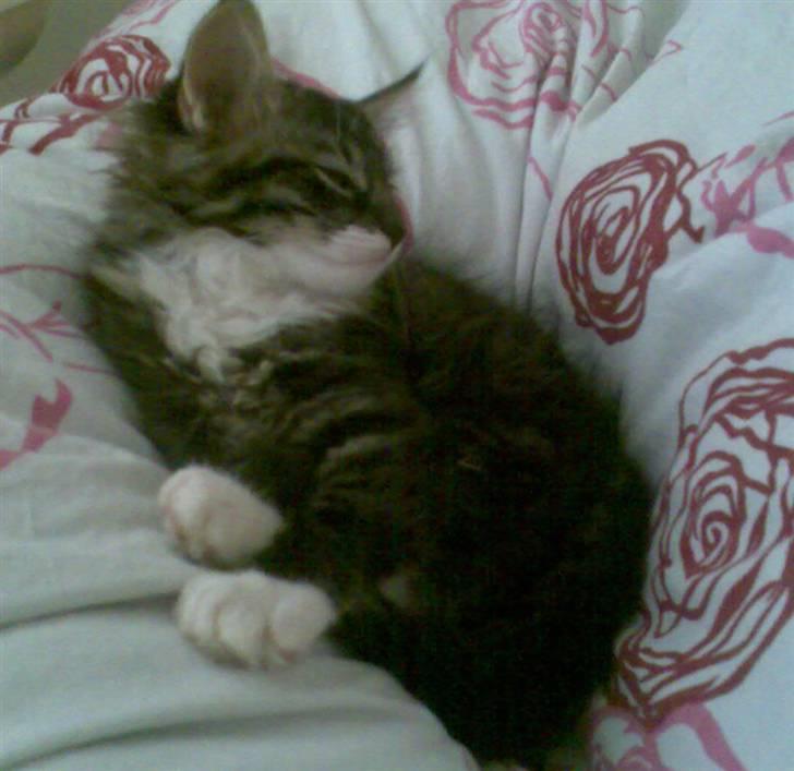 Blanding af racer Lindsay * flyttet* billede 4