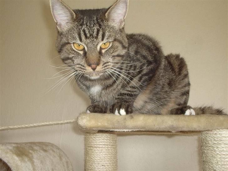 Blanding af racer Cheetah  (hjemme igen) billede 1