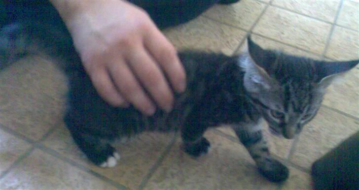 Blanding af racer Cheetah  (hjemme igen) - Samme dag lille Cheetah flyttede ind billede 2