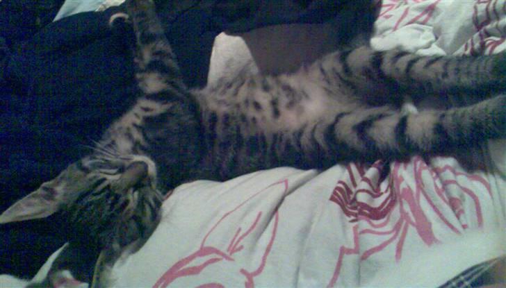 Blanding af racer Cheetah  (hjemme igen) billede 3