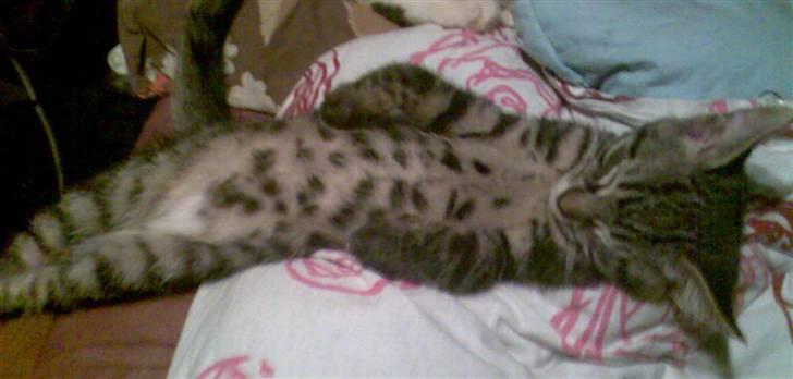 Blanding af racer Cheetah  (hjemme igen) billede 4