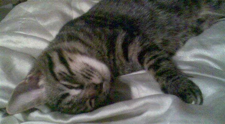 Blanding af racer Cheetah  (hjemme igen) billede 5