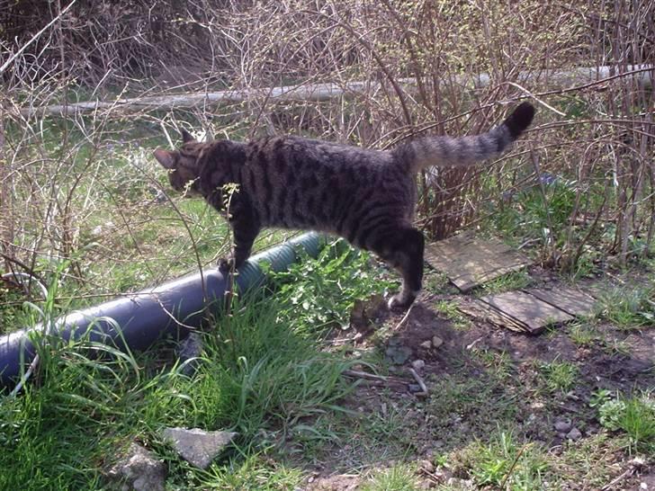 Blanding af racer Cheetah  (hjemme igen) billede 6