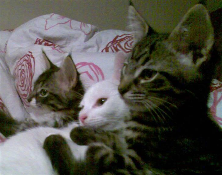 Blanding af racer Cheetah  (hjemme igen) billede 7