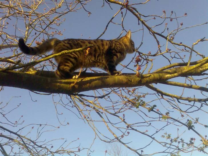 Blanding af racer Cheetah  (hjemme igen) billede 8