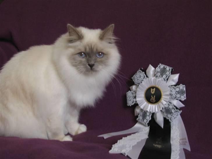 Hellig Birma DK CH Nine Bells Hallie - Hallie med sin Champion kokarde. billede 12