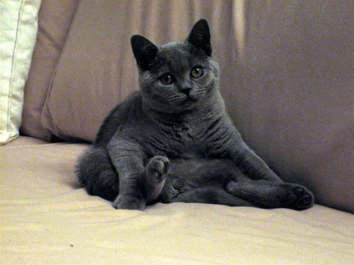 British Shorthair Ida - Hvad er der??? billede 1