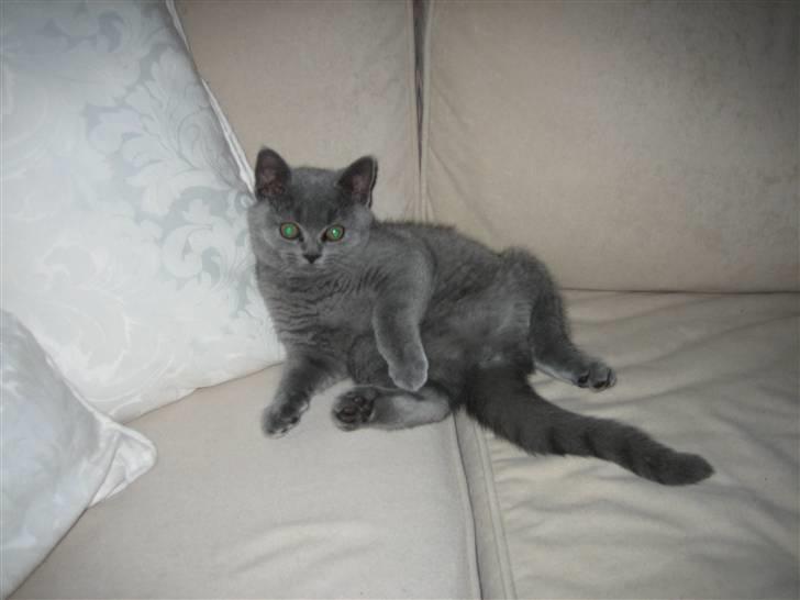 British Shorthair Ida billede 2
