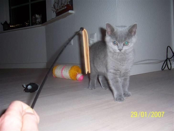 British Shorthair Ida billede 3