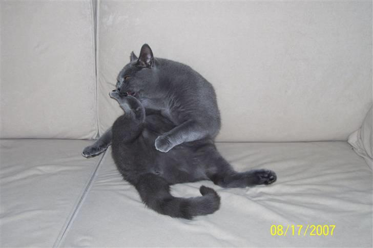 British Shorthair Ida billede 4