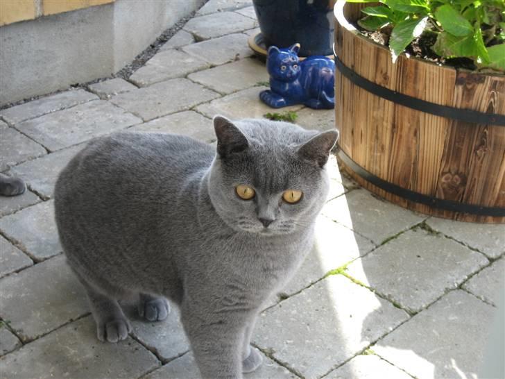 British Shorthair Ida billede 5