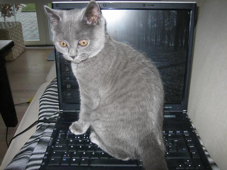 British Shorthair Emil - Computer-hajen billede 1