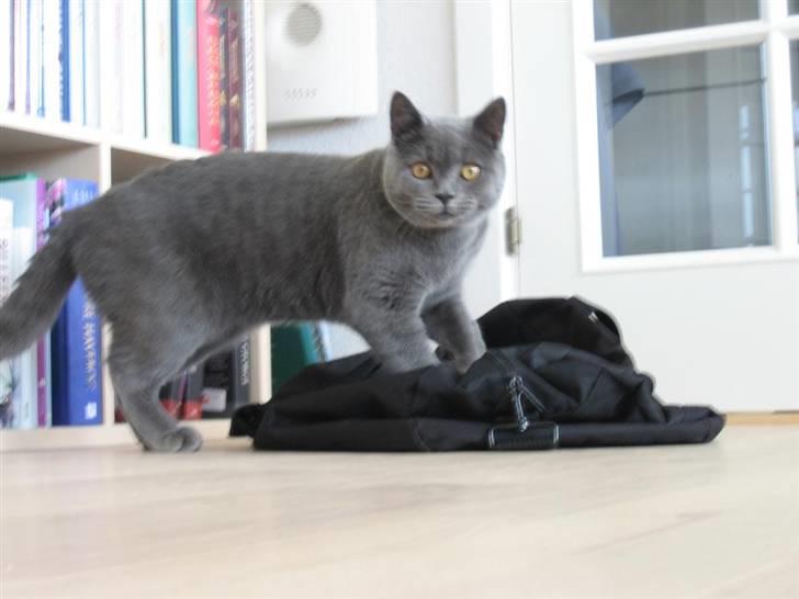 British Shorthair Emil billede 2