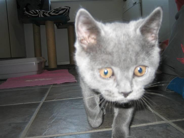 British Shorthair Emil billede 3