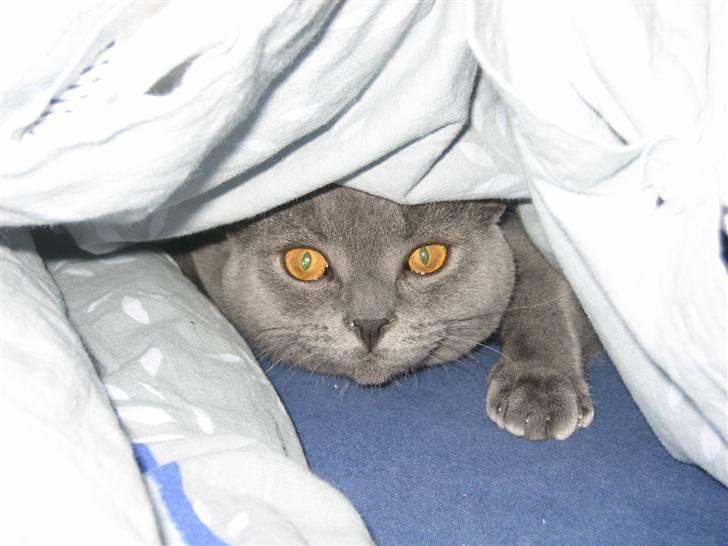 British Shorthair Emil - Hér finder de mig ikke... billede 4