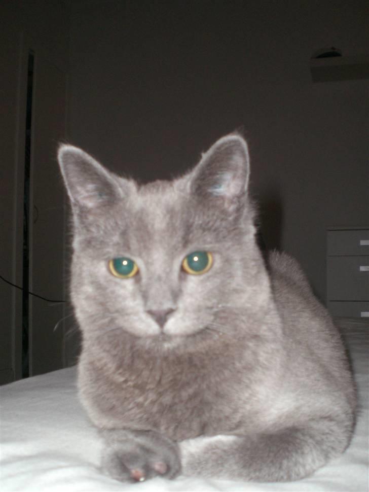 Blanding af racer Dusty billede 16