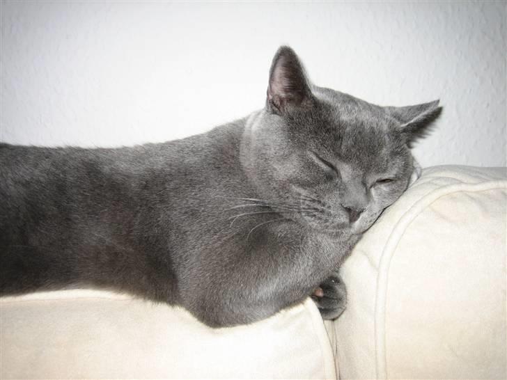 British Shorthair Emil - Zzzzz.... billede 5