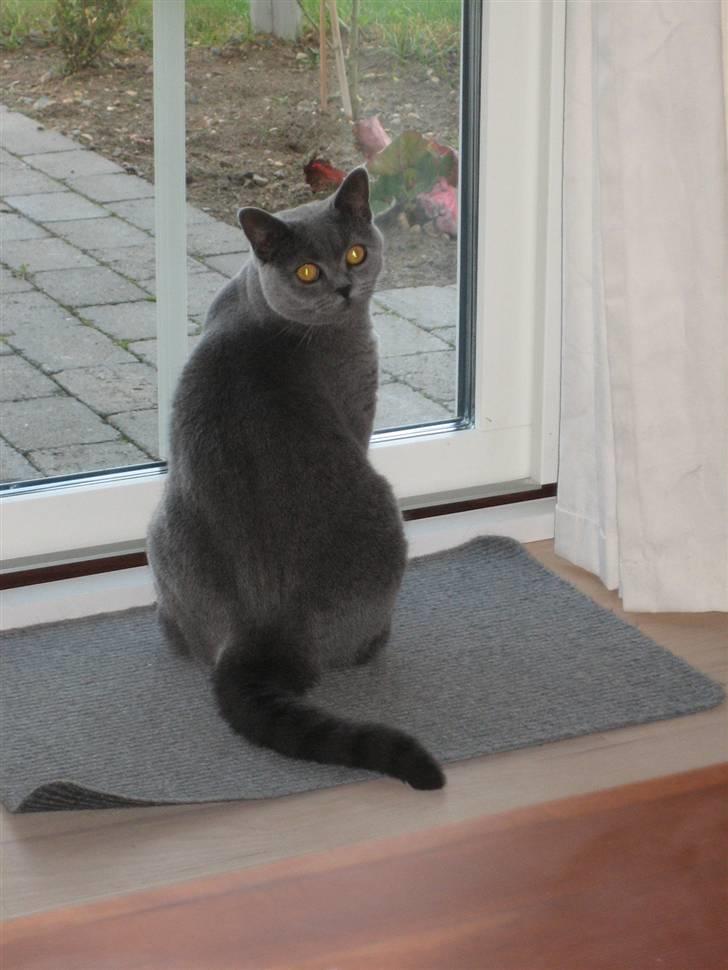 British Shorthair Ida - Du SKAL da bare forstyrre konstant!!!? billede 6