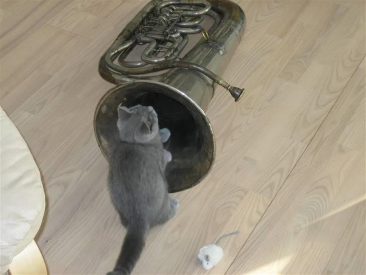 British Shorthair Ida - Hvor kom den sjove lyd fra? billede 8