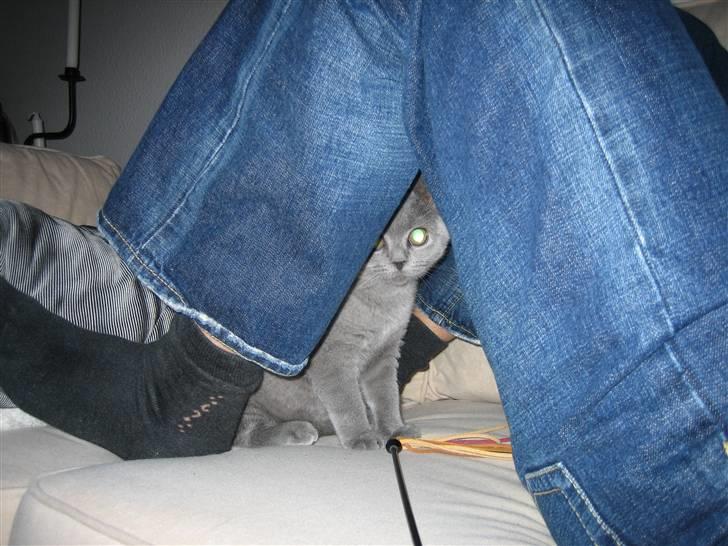 British Shorthair Ida - Ultimativ tryghed billede 9