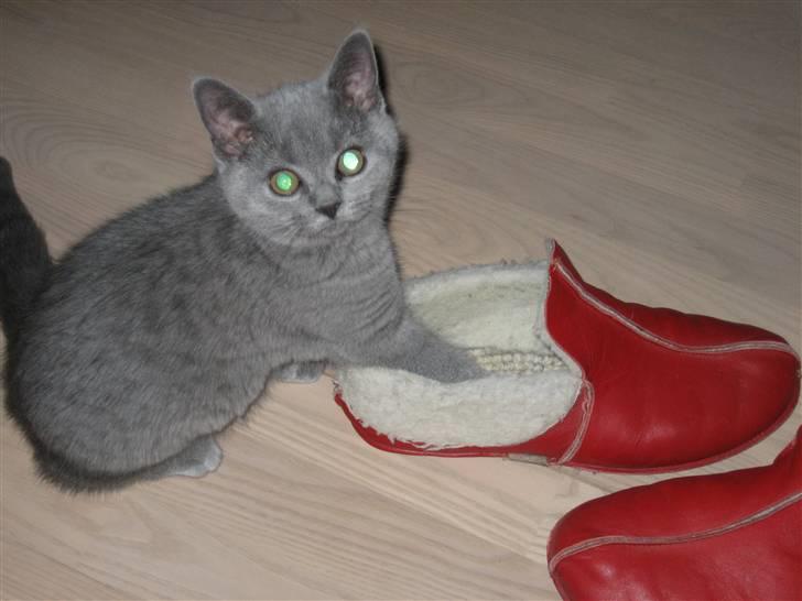 British Shorthair Ida - Mig?? Jeg laver da ingenting... billede 10
