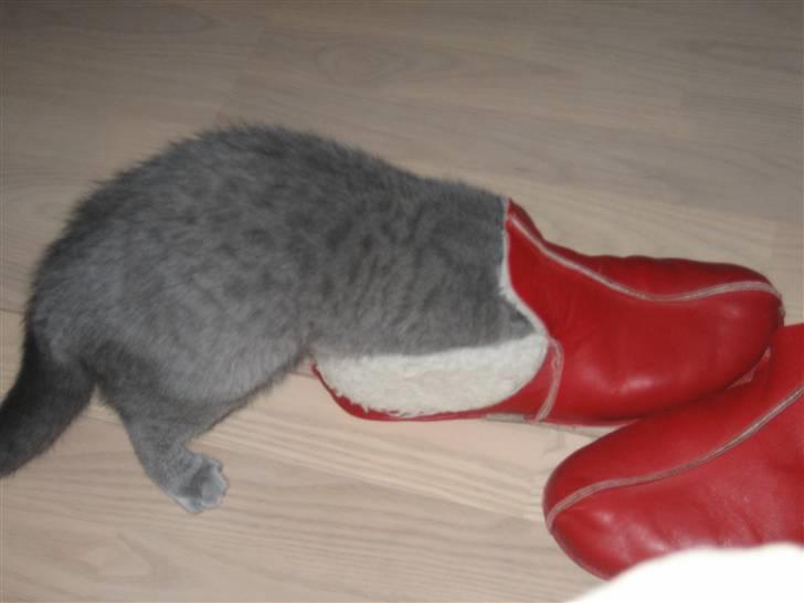 British Shorthair Ida - Hm...sjov "duft".... billede 11