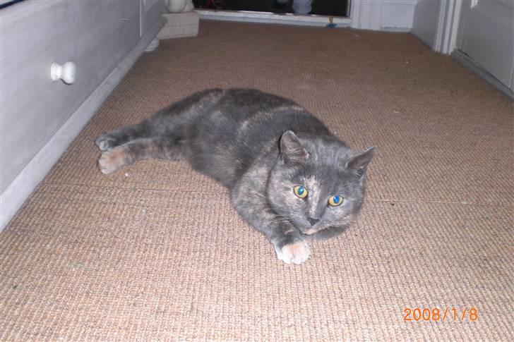 Manx Louise billede 1