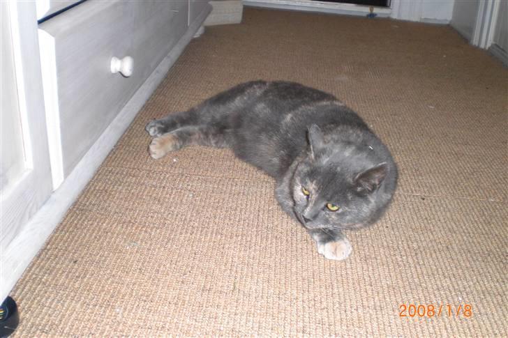 Manx Louise billede 2