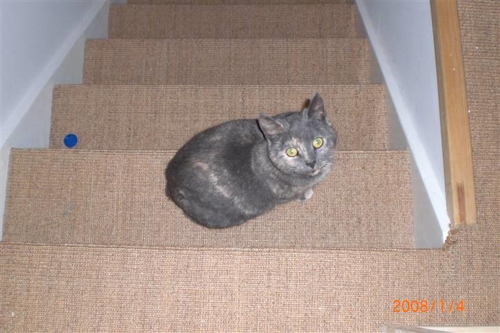 Manx Louise billede 3