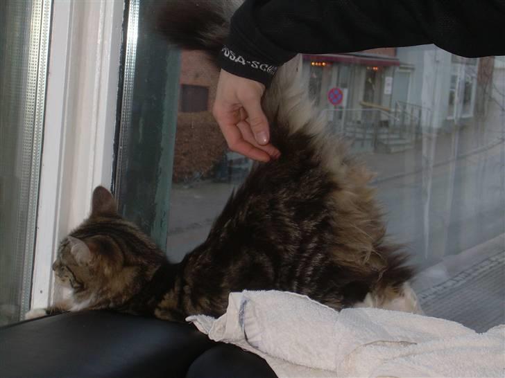 Norsk Skovkat Freja. - Det klør, Det klør ! Bliv ved, Bliv ved.  billede 3