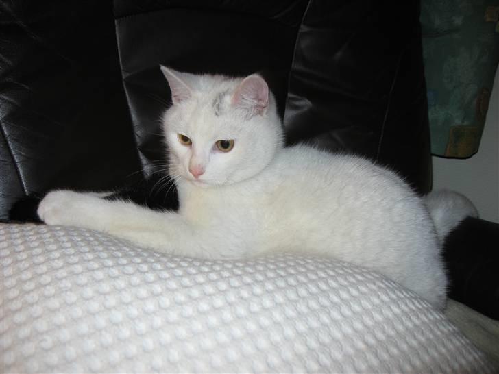 Huskat Isbjørn - Januar 2008 billede 6