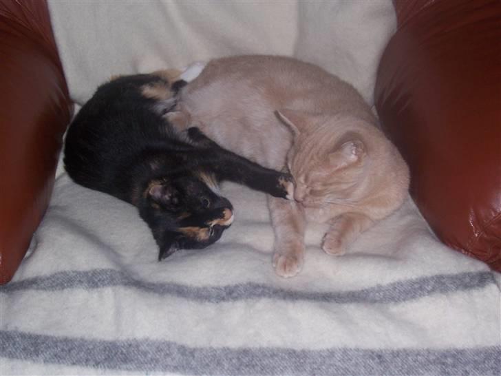 Huskat Belle - sov lige ;) billede 14