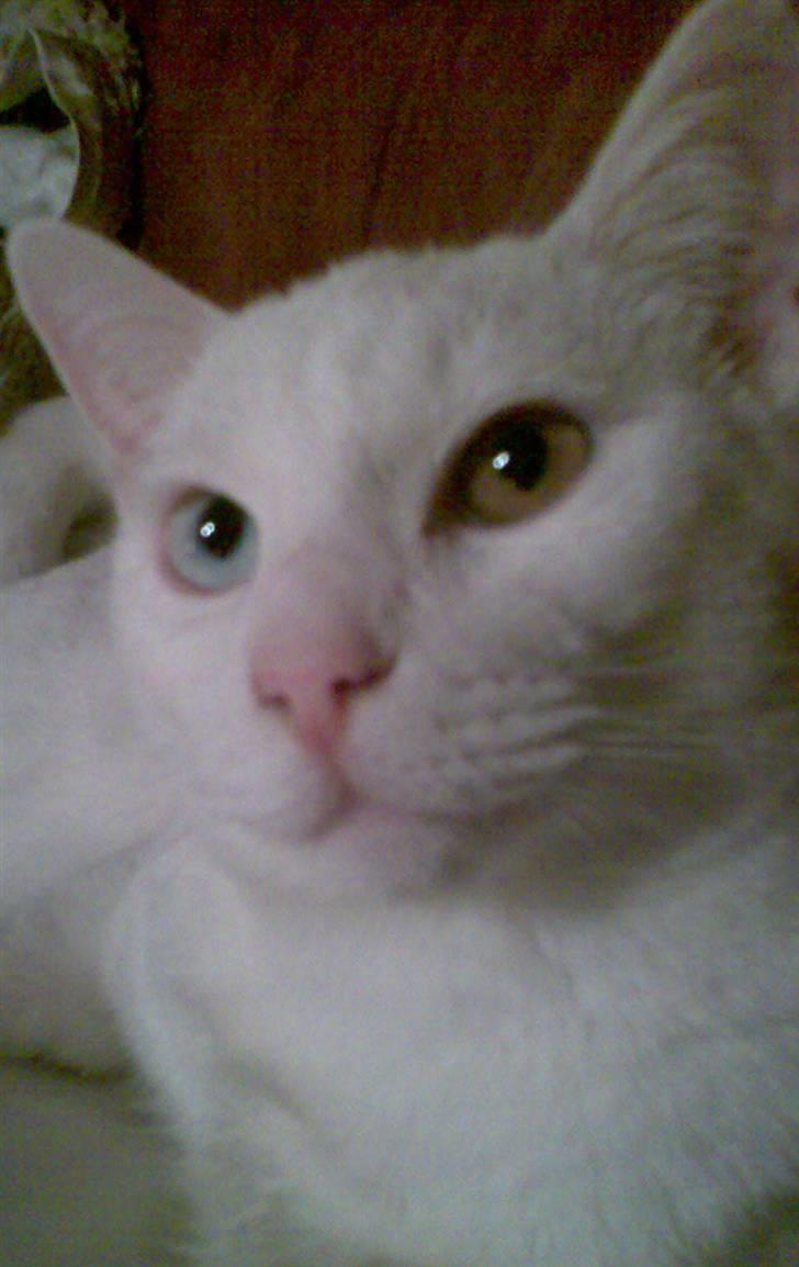 Blanding af racer Grisling/Zimba - Moar!!!! Moar!!! Opmærksomhed her tak:) billede 9