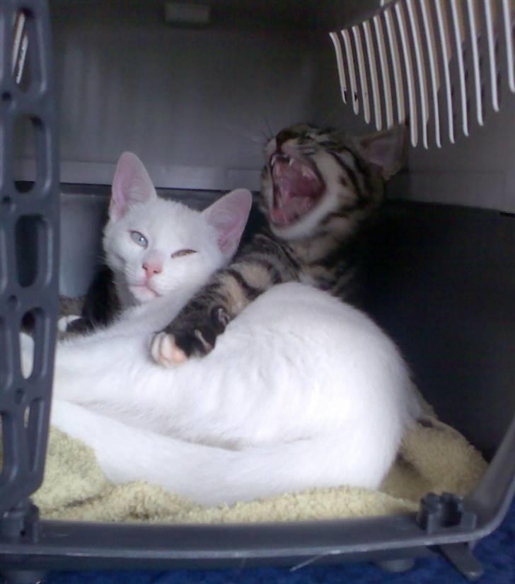 Blanding af racer Cheetah  (hjemme igen) billede 9