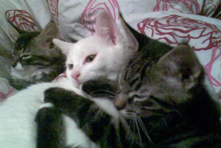 Blanding af racer Cheetah  (hjemme igen) billede 10