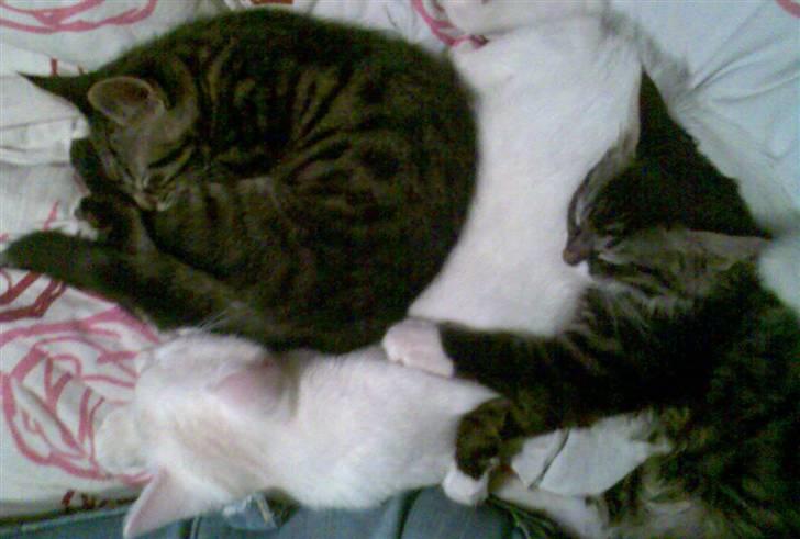 Blanding af racer Lindsay * flyttet* billede 5