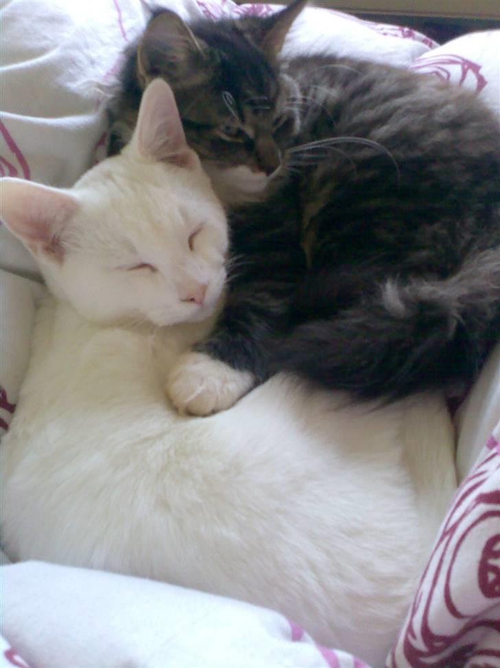 Blanding af racer Lindsay * flyttet* billede 6