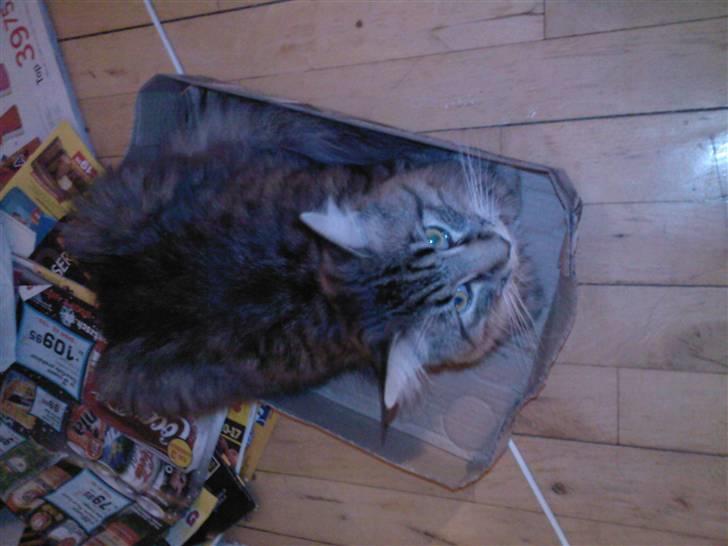 Blanding af racer Chemi billede 13