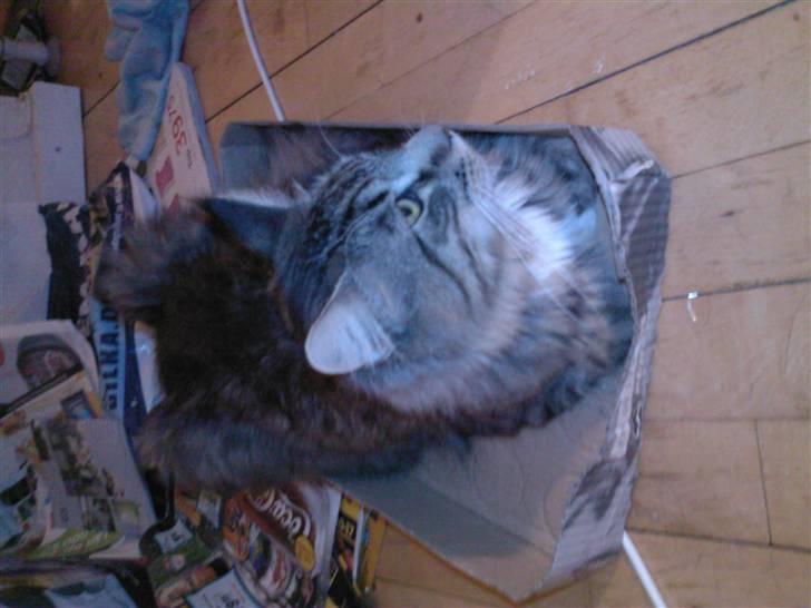 Blanding af racer Chemi billede 14