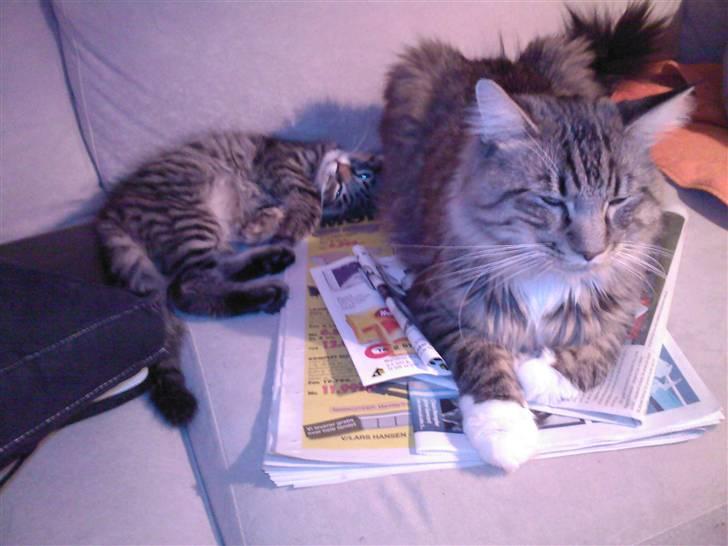 Blanding af racer Chemi billede 15