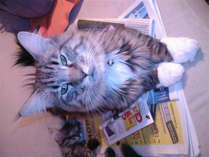 Blanding af racer Chemi billede 16